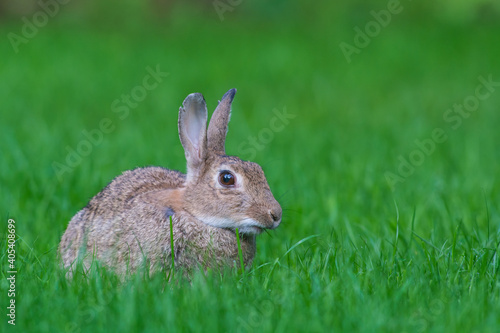 Europees Konijn  European Rabbit  Oryctolagus cuniculus