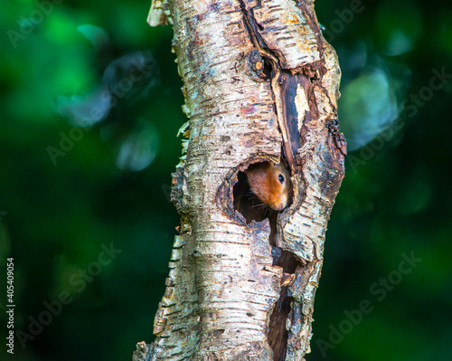 Eekhoorn, Red Squirrel, Sciurus vulgaris photo