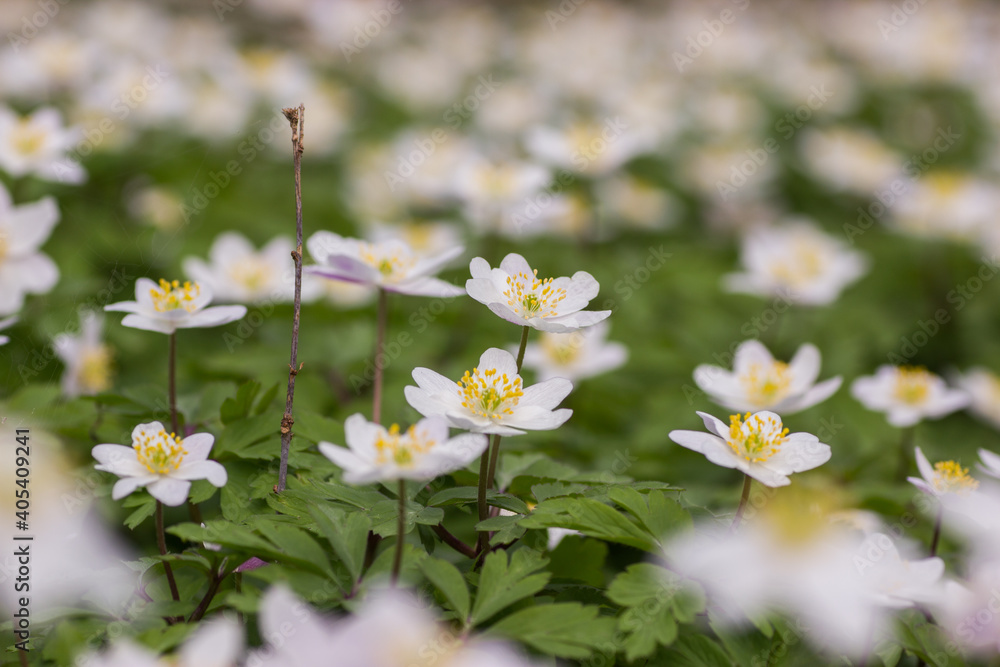 Wood anemone,Anemone nemorosa,white spring flowers with sunlight in nature Wood anemone,Anemone nemorosa,white spring flowers with sunlight in nature