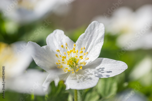 Wallpaper Mural Wood anemone,Anemone nemorosa,white spring flowers with sunlight in nature Torontodigital.ca