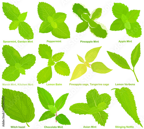 Vector of aromatic culinary Herb seed, vegetable - Different mint, Lemon Balm, Sage, Lemon Verbena, Witch hazel, Stinging Nettle . Healthy ingredients.