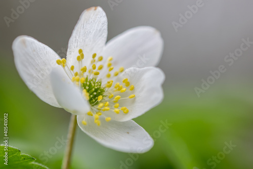 Wood anemone Anemone nemorosa white spring flowers with sunlight in nature