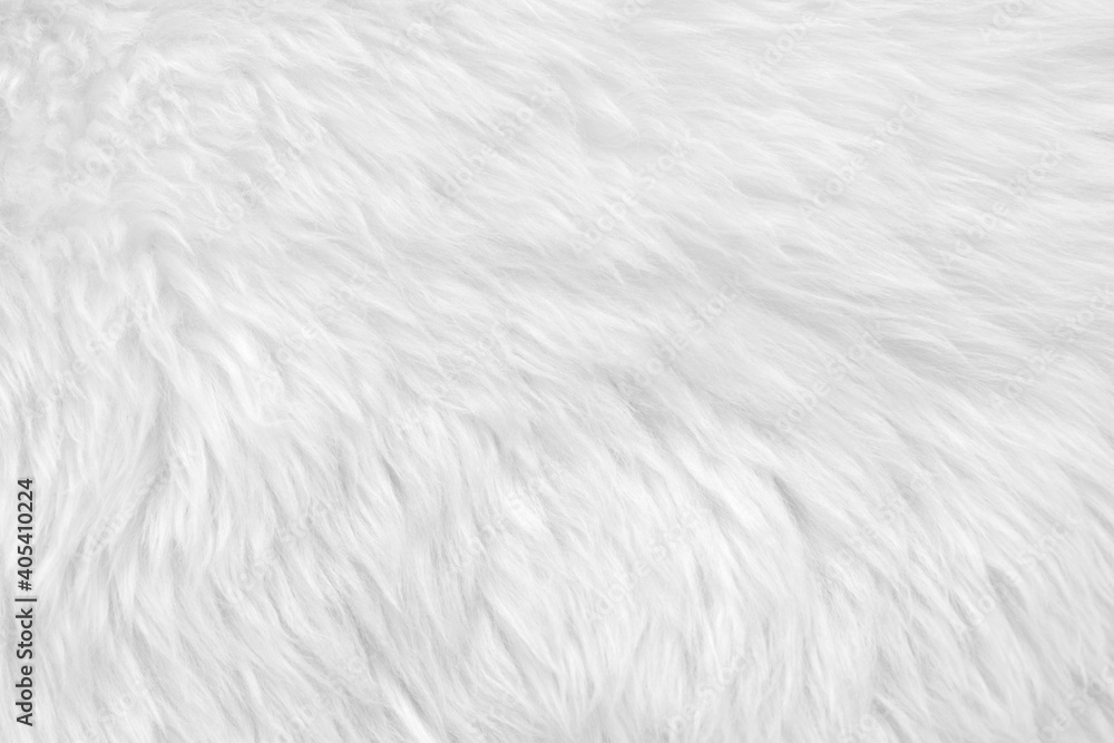Obraz premium White clean wool with white top texture background. light natural sheep wool. white seamless cotton. texture of fluffy fur for designers. close-up fragment white wool carpet