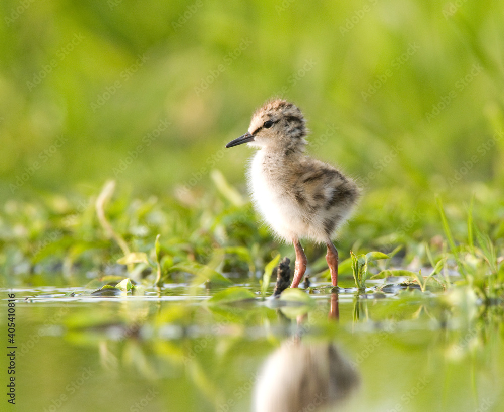 Fototapeta premium Tureluur, Common Redshank, Tringa totanus