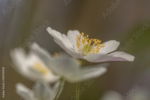 Wood anemone,Anemone nemorosa,white spring flowers with sunlight in nature