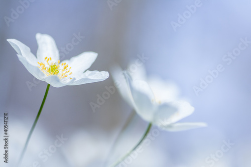 Wood anemone,Anemone nemorosa,white spring flowers with sunlight in nature © annickdc