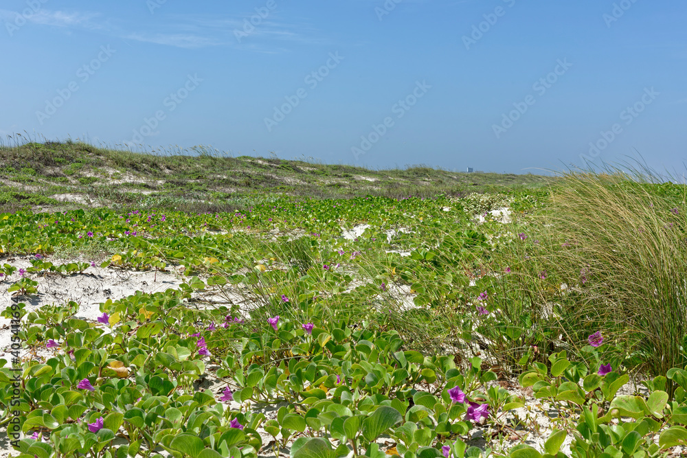 The mats of Railroad Vine with their pretty purple flowers on the beach and dunes of Padre Island on the Gulf Coast of Texas. The mats of Railroad Vine with their pretty purple flowers on the beach and dunes of Padre Island on the Gulf Coast of Texas.