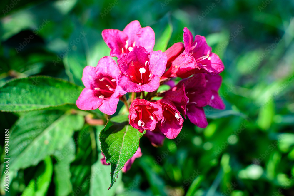 Fototapeta premium Many vivid pink magenta flowers of Weigela florida plant with flowers in full bloom in a garden in a sunny spring day, beautiful outdoor floral background photographed with soft focus.