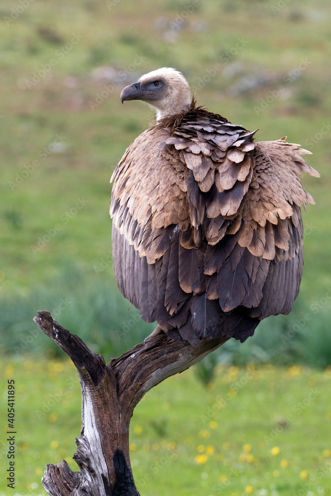 Obraz premium Vale Gier, Griffon Vulture, Gyps vulvus