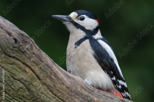 Grote Bonte Specht, Great Spotted Woodpecker, Dendrocopos major © AGAMI