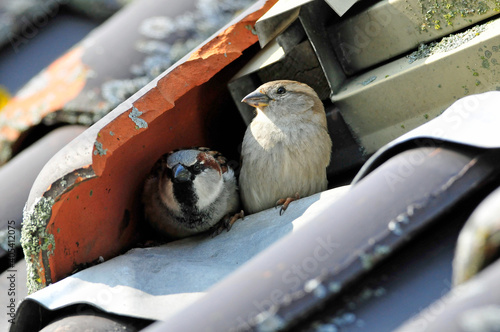 Obraz na płótnie Huismus, House Sparrow, Passer domesticus w salonie