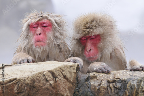 Japanese Macaque, Japanse makaak, Macaca fuscata © AGAMI