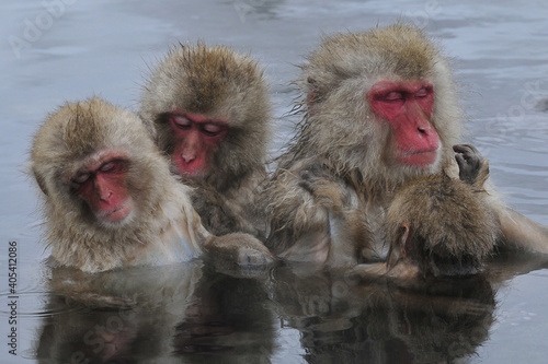 Japanese Macaque, Japanse makaak, Macaca fuscata © AGAMI