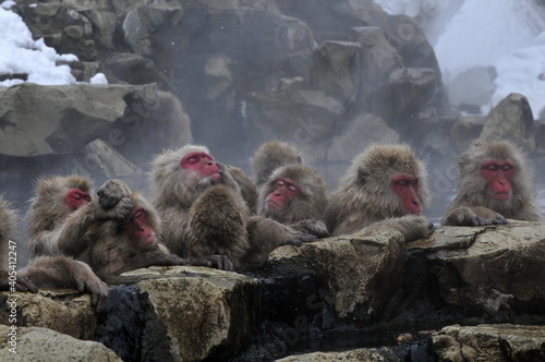 Japanese Macaque, Japanse makaak, Macaca fuscata photo