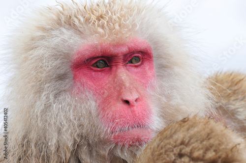 Japanse Makaak, Japanese Macaque, Macaca fuscata photo