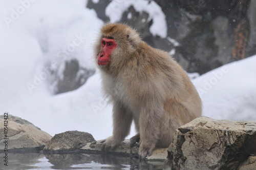 Japanse Makaak, Japanese Macaque, Macaca fuscata © AGAMI
