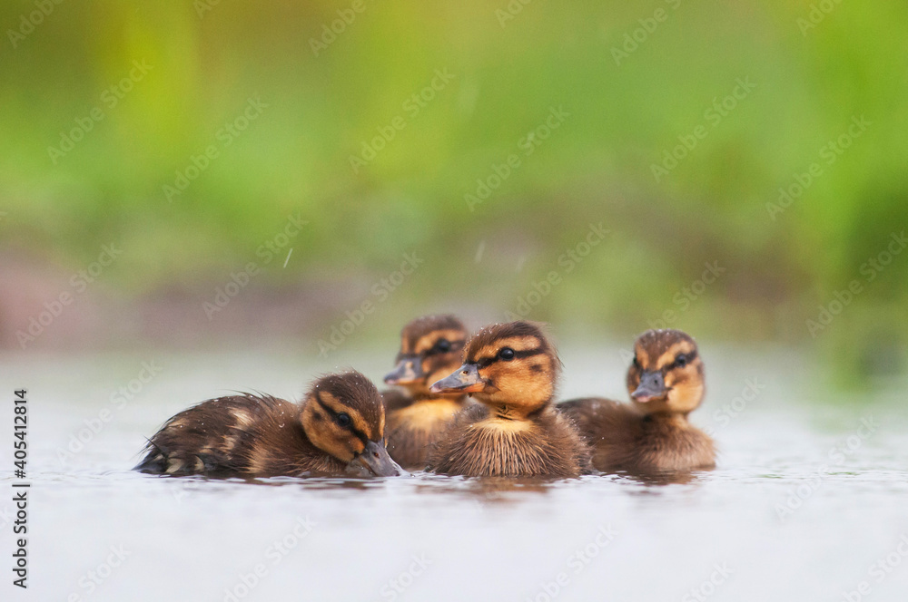 Wilde Eend, Mallard, Anas Platyrhynchos