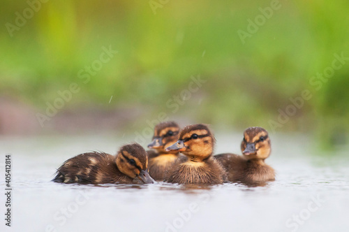 Obraz na płótnie Wilde Eend, Mallard, Anas Platyrhynchos w salonie