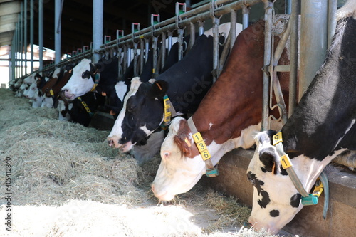 élevage de vache en Auvergne pour le fromage saint-nectaire photo