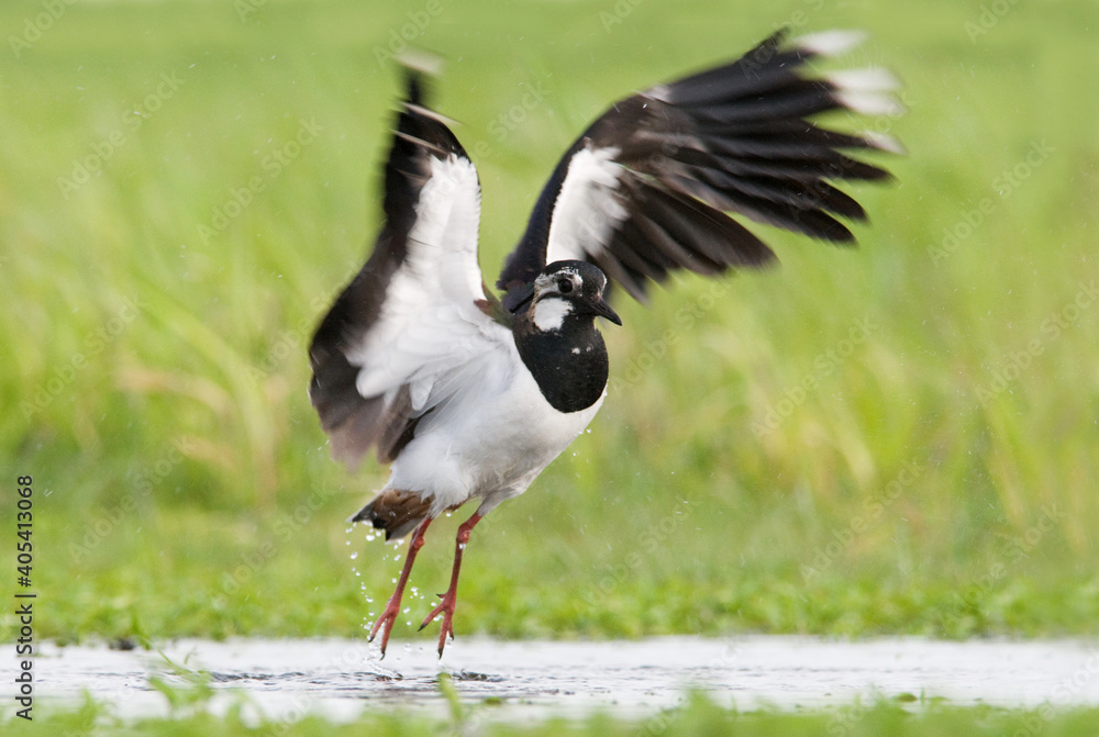 Obraz premium Kievit, Northern Lapwing, Vanellus vanellus