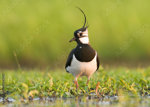 Kievit, Northern Lapwing, Vanellus vanellus