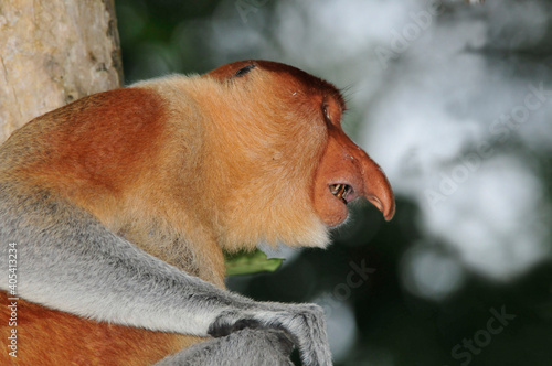 Neusaap, Proboscis monkey, Nasalis larvatus photo