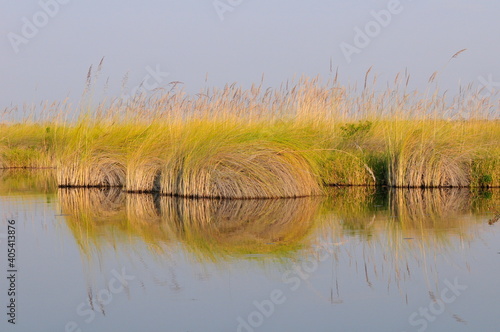 Moeras, Swamp photo