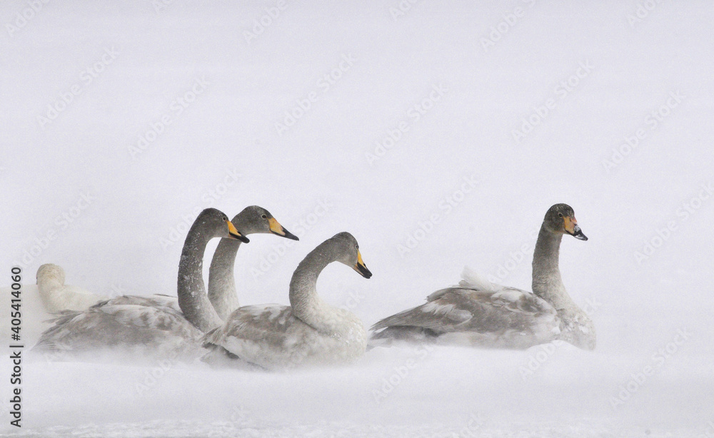 Fototapeta premium Whooper Swan, Wilde zwaan, Cygnus cygnus