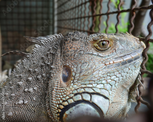 Portrait of an iguana in the spotlight. Close-up of an iguana in a metal cage. One of the most popular domestic reptiles. An animal in captivity.
