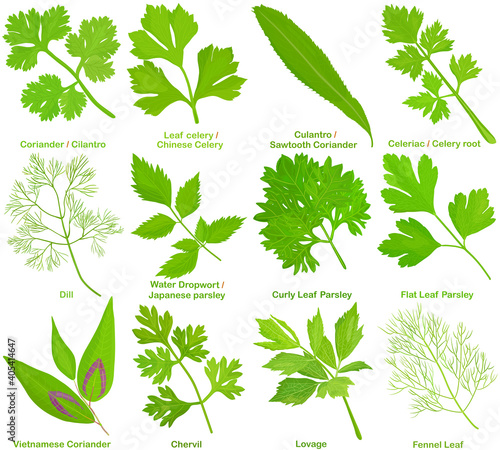 Vector of aromatic culinary Herb, leaves. Coriander Cilantro Celery Culantro Celeriac Dill Parsley Chervil Lovage Fennel Leaf.