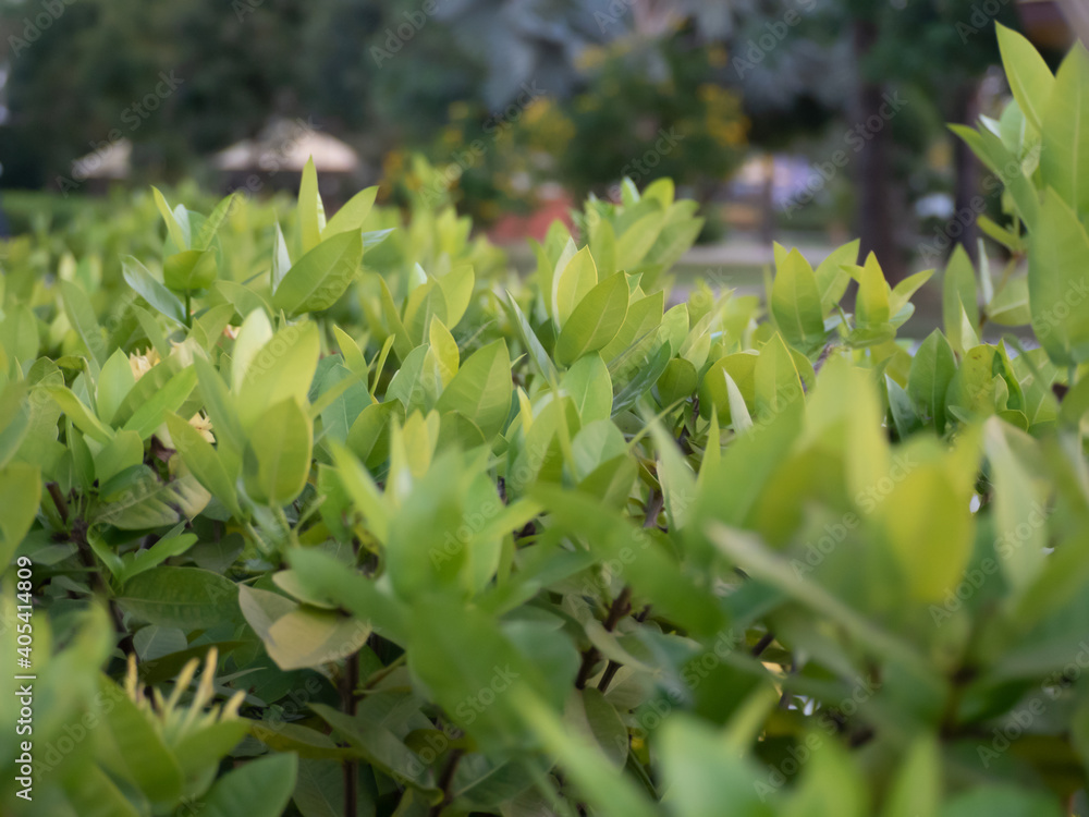Bright green ornamental shrubs in the park.