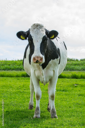 Obraz na płótnie Koe, domestic cow w salonie
