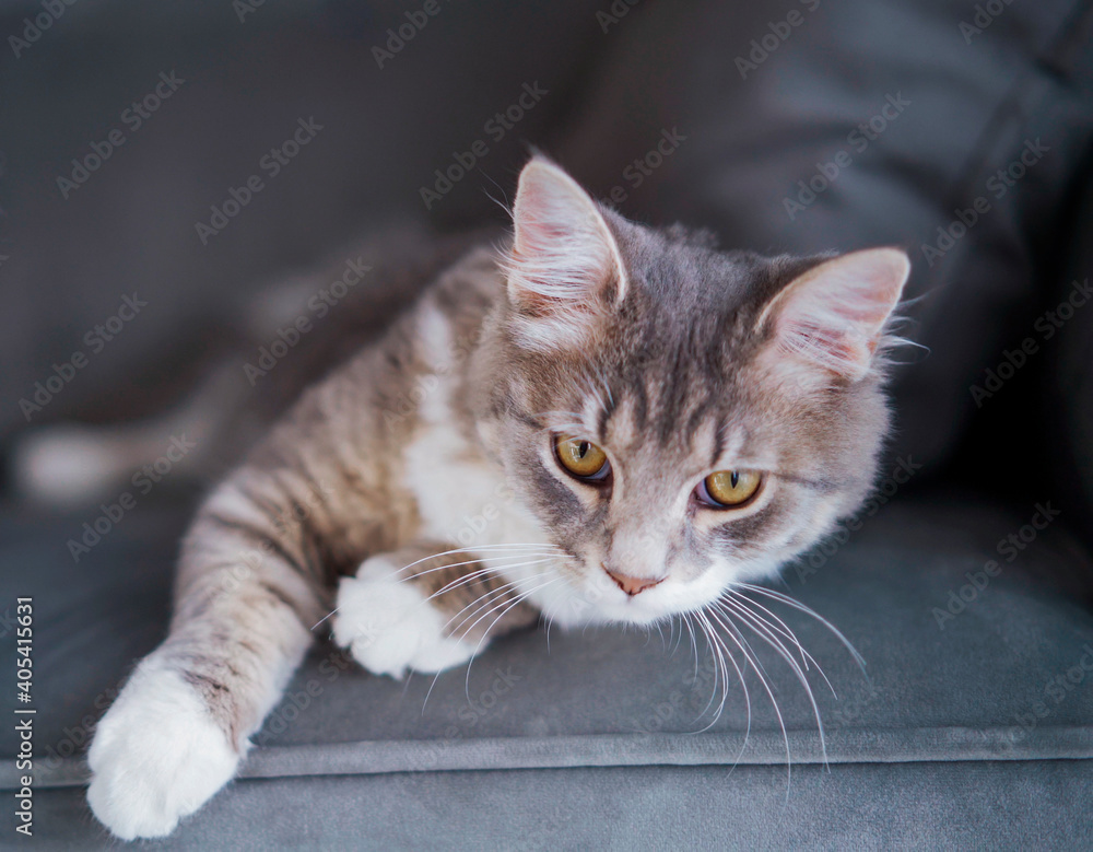 Beautiful gray fluffy kitten cat domestic pet lies on a gray sofa at home