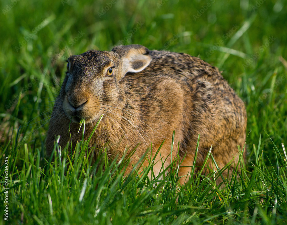 Europese Haas, European Hare, Lepus europaeus Europese Haas, European Hare, Lepus europaeus