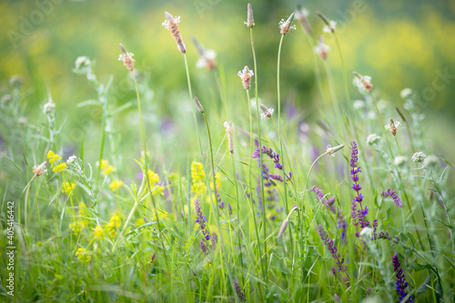 Colorful spring flowers in the meadow on blurred background