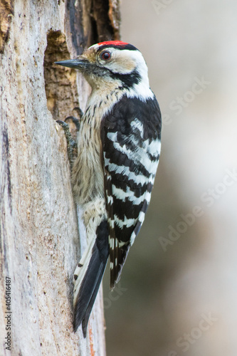 Kleine Bonte Specht, Lesser Spotted Woodpecker, Dendrocopos minor photo