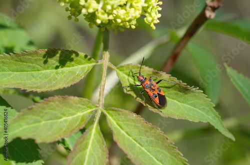 Bug-Soldier (Lat. Pyrrhocoris apterus) on a green leaf  © koromelena