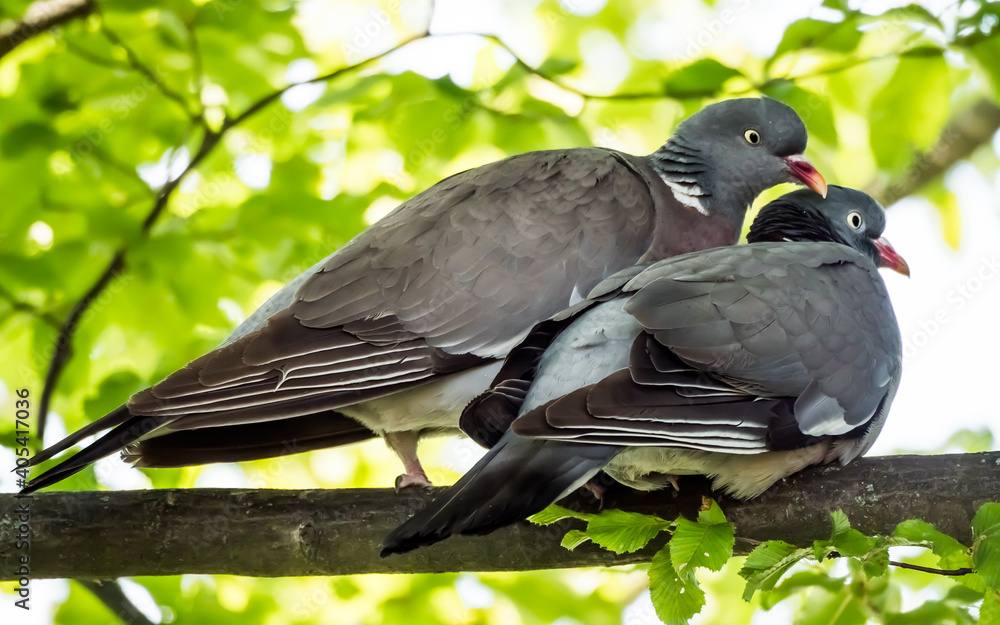 Fototapeta premium Pair of pigeons on the tree branch among green foliage