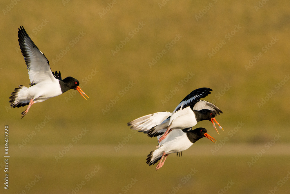 Obraz premium Scholekster, Eurasian Oystercatcher, Haematopus ostralegus