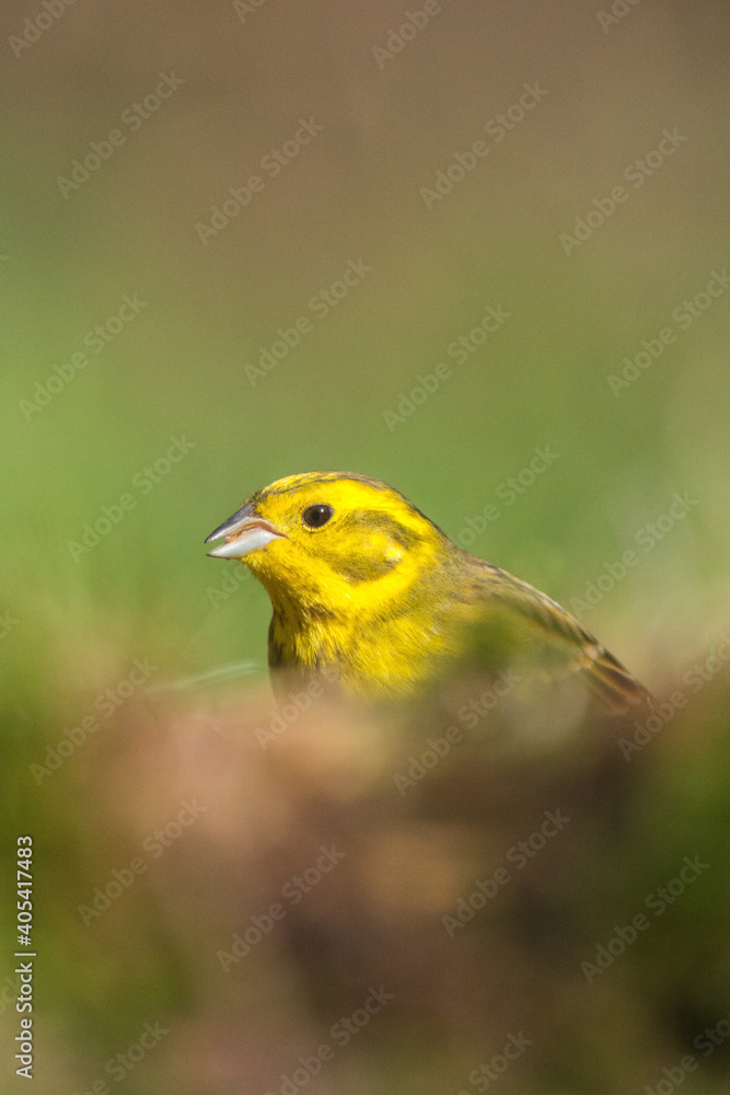 geelgors; Yellowhammer; emberiza citrinella geelgors; Yellowhammer; emberiza citrinella