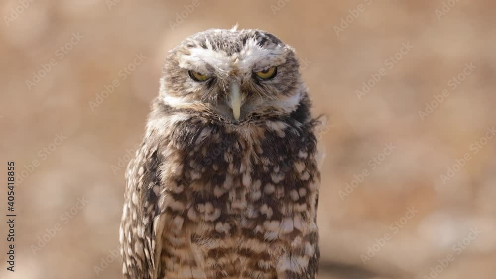 Cute Burrowing Owl looking out from his borrow Cute Burrowing Owl looking out from his borrow