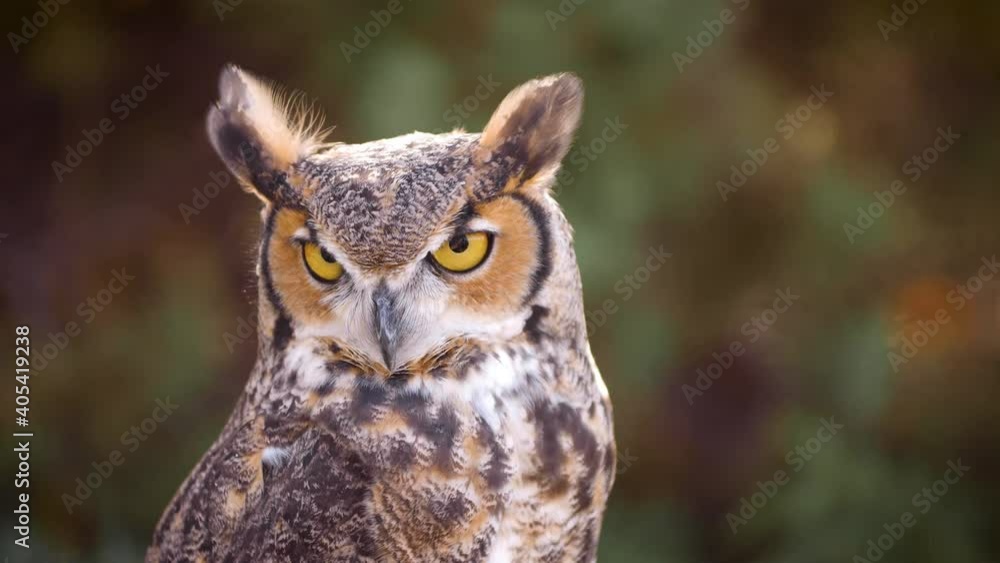 Beautiful Great Horned Owl in in the forest