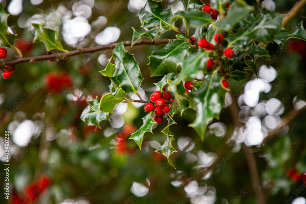 Holly growing in the park in winter Holly growing in the park in winter