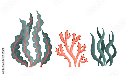 Underwater Seaweeds or Algae Growing on the Ocean Bottom Vector Set