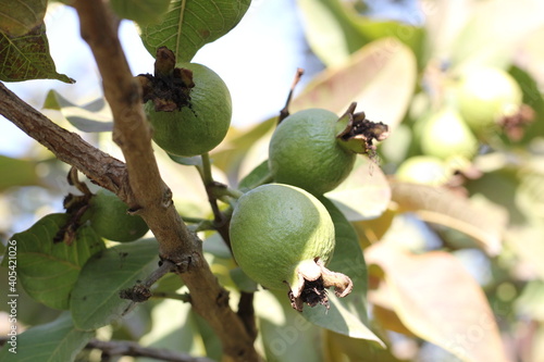 green sweet gava with closeup photography  photo