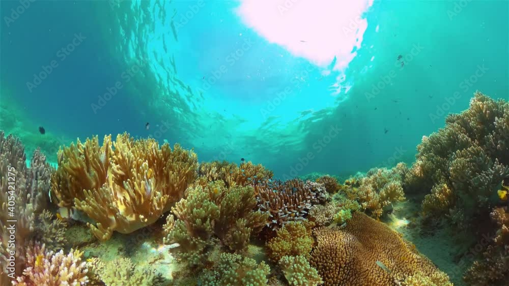 Tropical Fishes on Coral Reef, underwater scene. Philippines. Tropical Fishes on Coral Reef, underwater scene. Philippines.