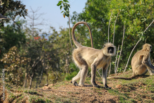 Gray langur in the field photo