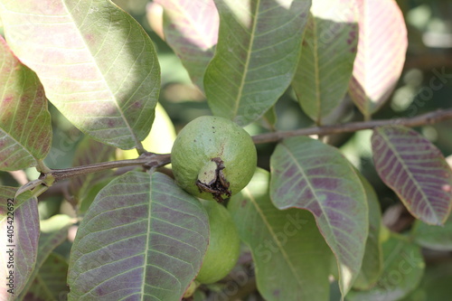 green sweet gava with closeup photography  photo