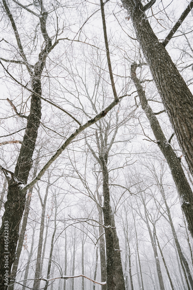 Fototapeta premium Snow-covered forest landscape in cloudy weather