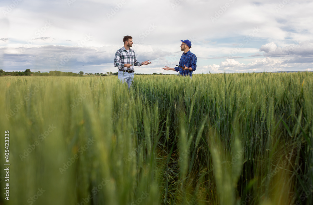 Two young farmers standing in green wheat field examining crop during the day.